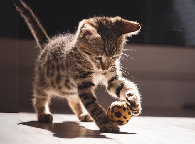 Kitten Checklist: Everything You Need For Your Kitten