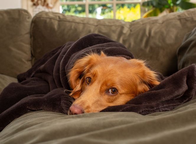 Dog Sleeping Behaviours: Understanding Your Pet's Sleep Patterns