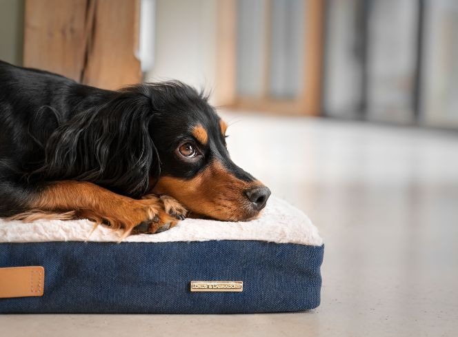 Best Orthopaedic Dog Beds for Dogs Suffering with Arthritis