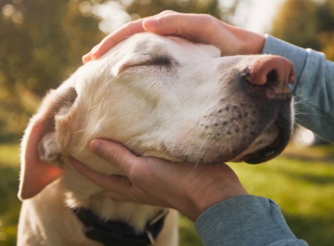 How to Choose a Dog Bed for Senior Dogs