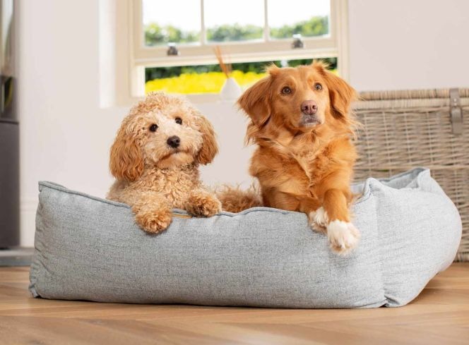 How to Choose a Dog Bed for More Than One Dog
