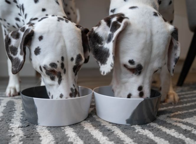 How to Choose the Right Dog Feeding Bowl for My Dog