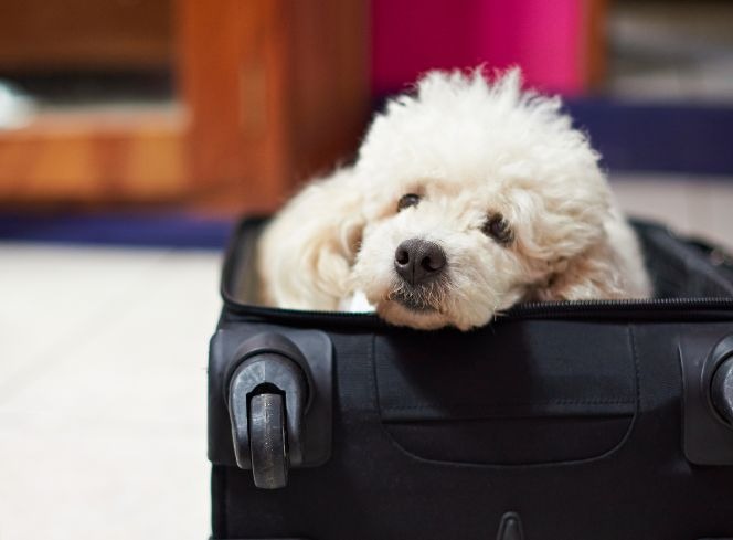 Can Dogs Fly on Planes in the UK?
