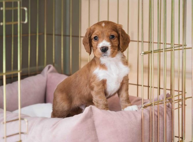 Turning a crate into a cosy den for your dog