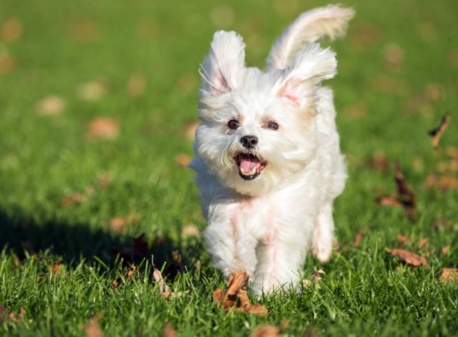 Understanding Hypoallergenic Dog Breeds