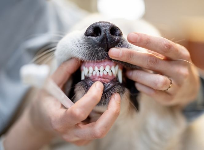 How To Care For Your Dog's Teeth