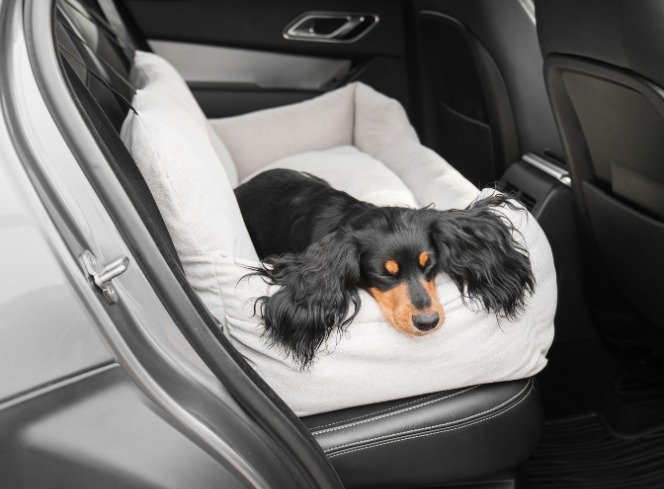 How to Choose the Right Dog Bed for Car Journeys