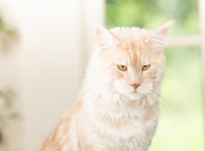 Cat Breeds and Their Characteristics: A Guide to Different Breeds of Cats in the UK