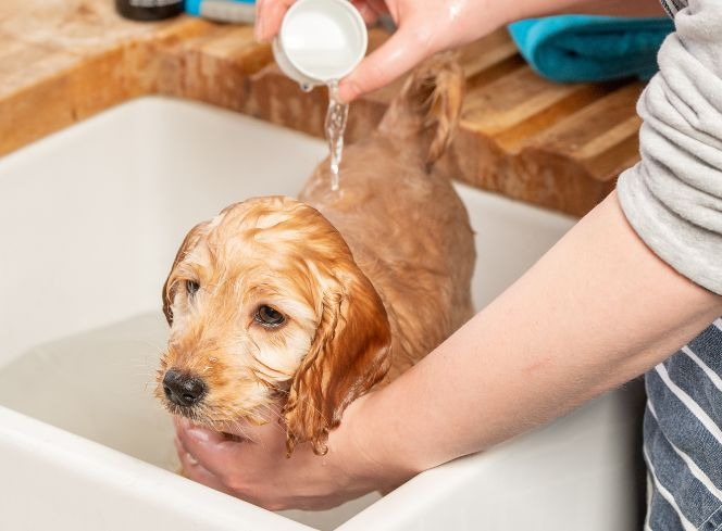 Bathing Your Dog at Home