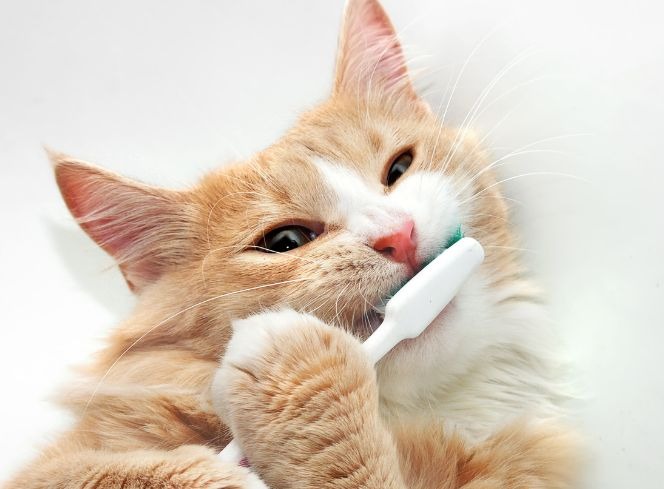 How To Care For Your Cat's Teeth