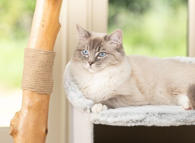 Leaving Your Cat Home Alone: Top Tips and Advice