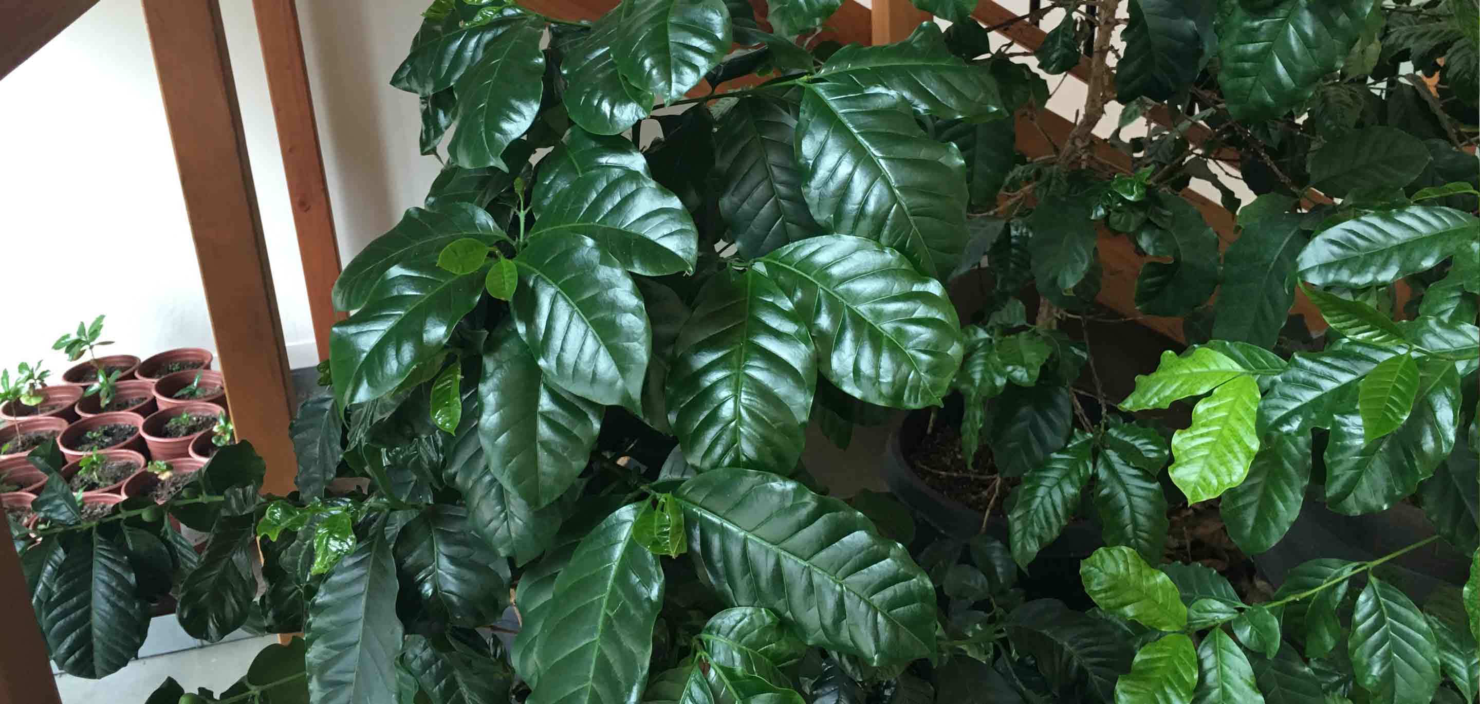 How To Grow Coffee Trees