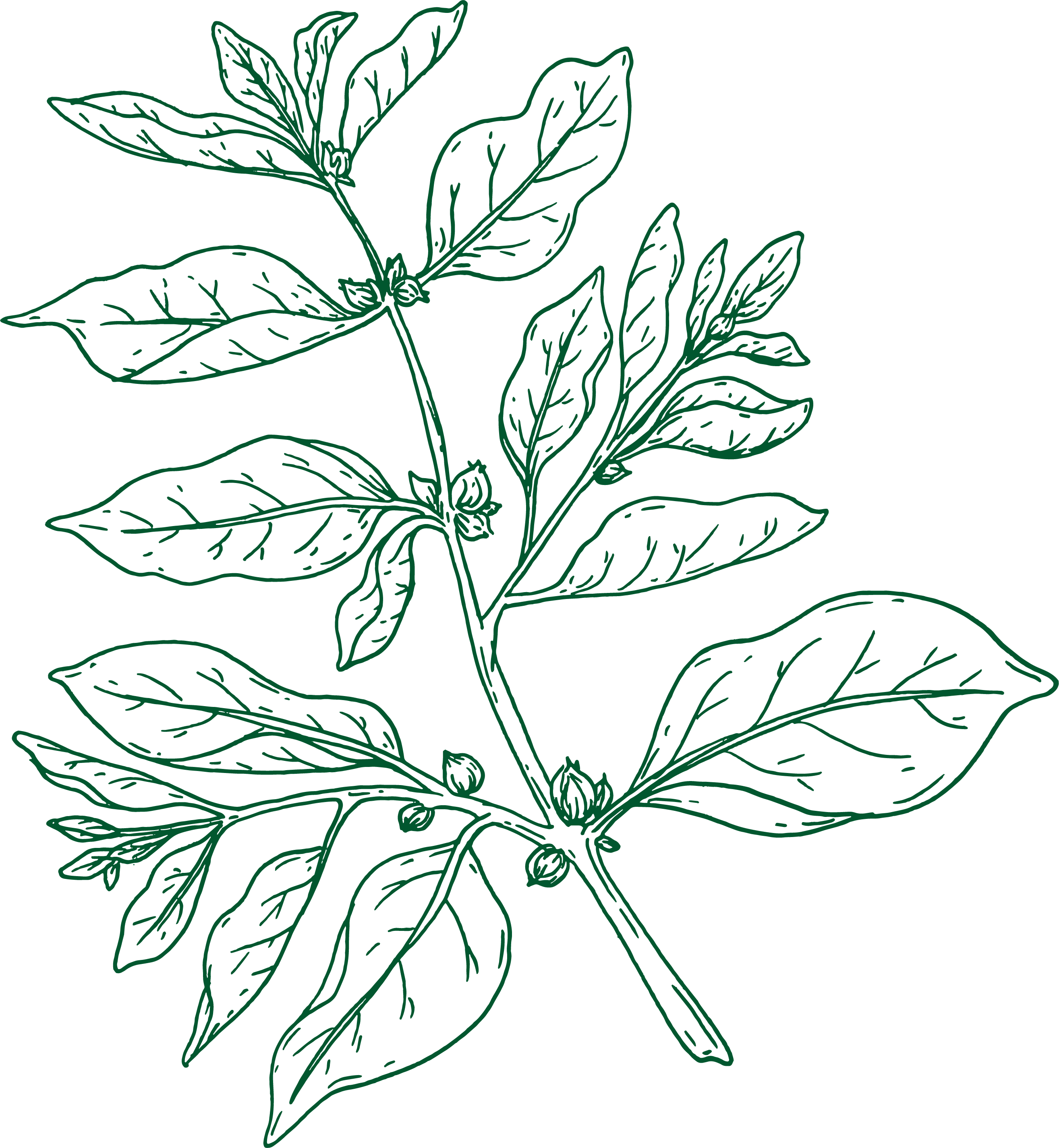 Ashwagandha illustration