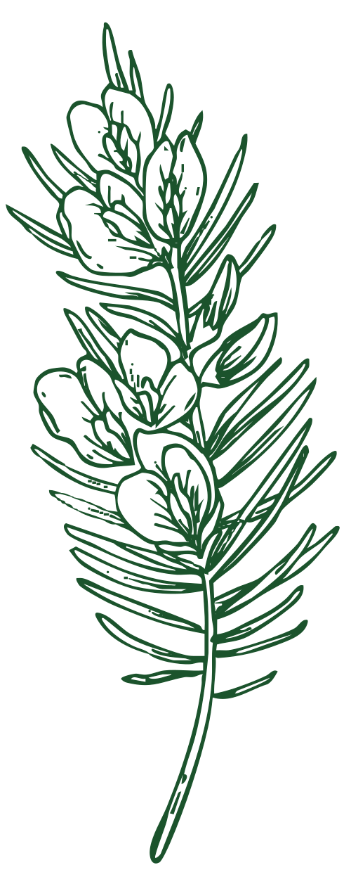 Honeybush illustration