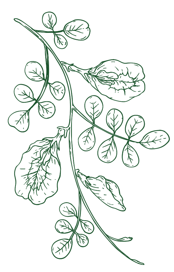 Butterfly Pea flower illustration