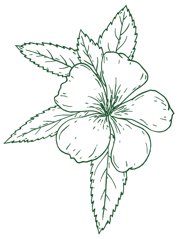 Damiana illustration