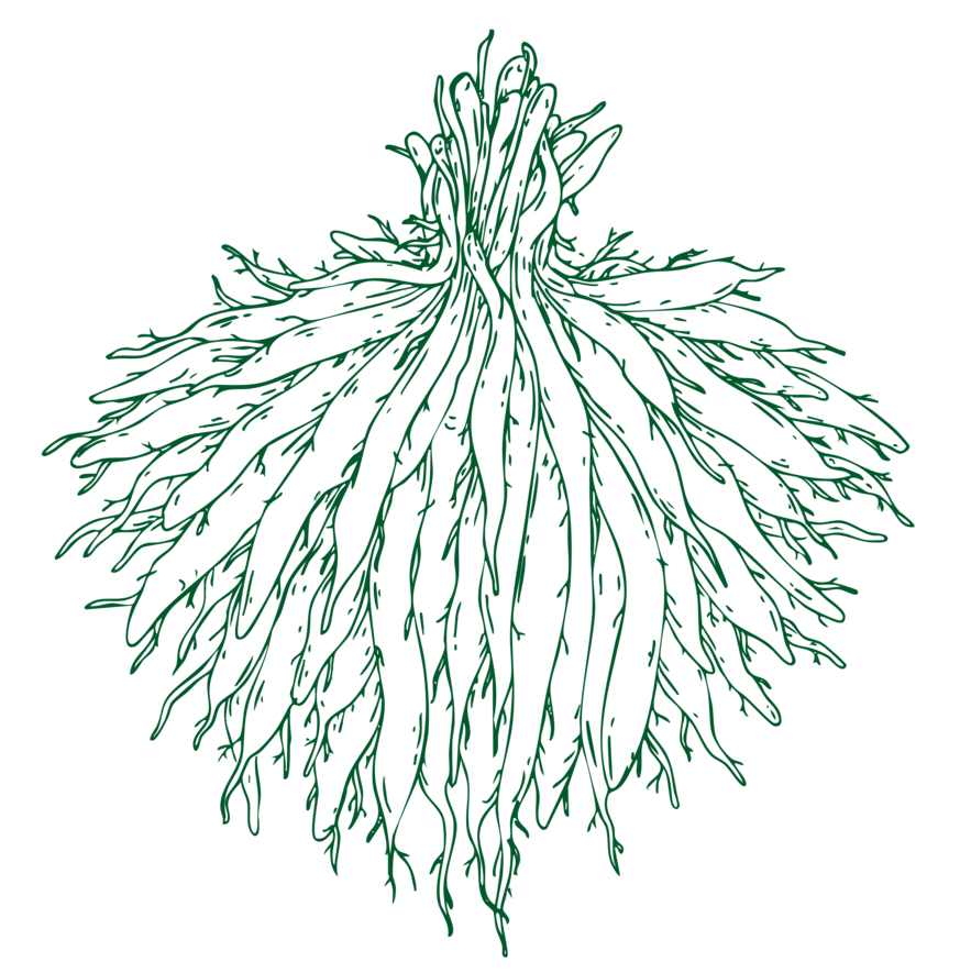 Shatavari roots illustration