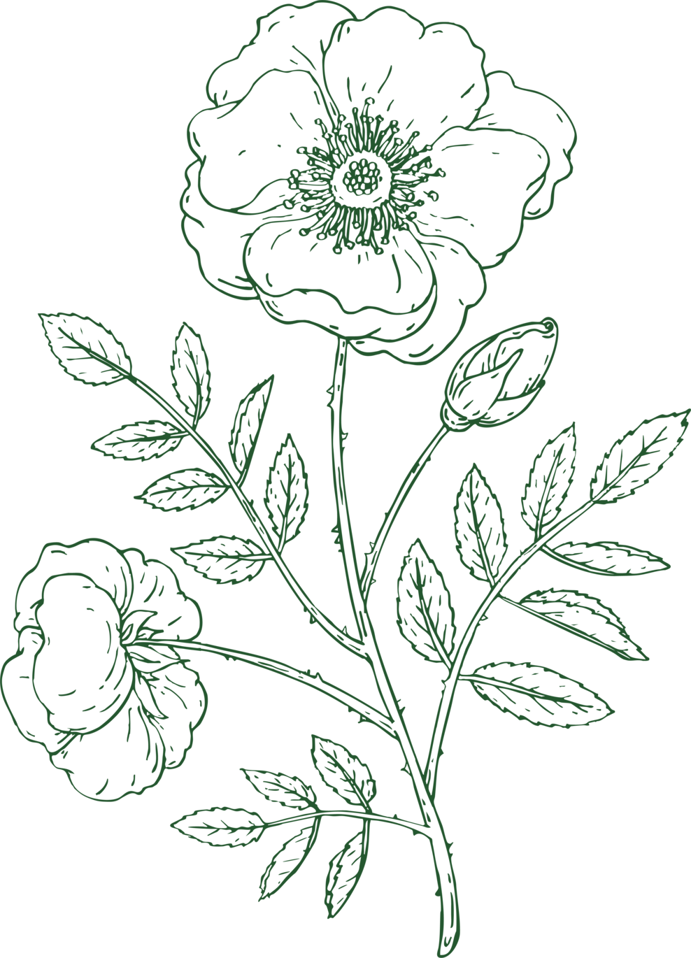 Rose flower illustration