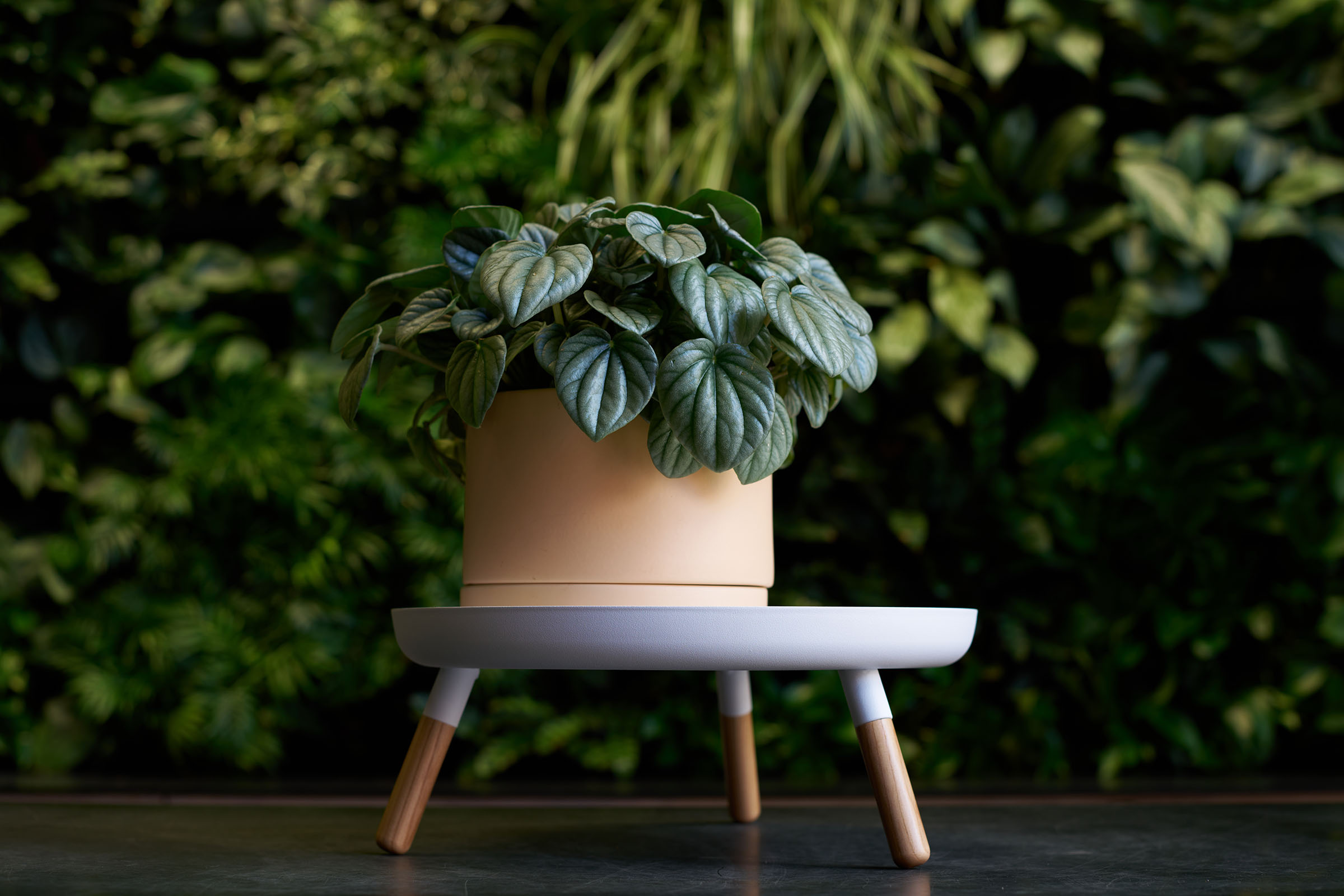 Greenery Unlimited's Franklin 17 Self Watering Planter in Pale Salmon with a plant inside, sitting atop Yamazaki Home's Countertop Pedestal Tray by Yamazaki Home in white.