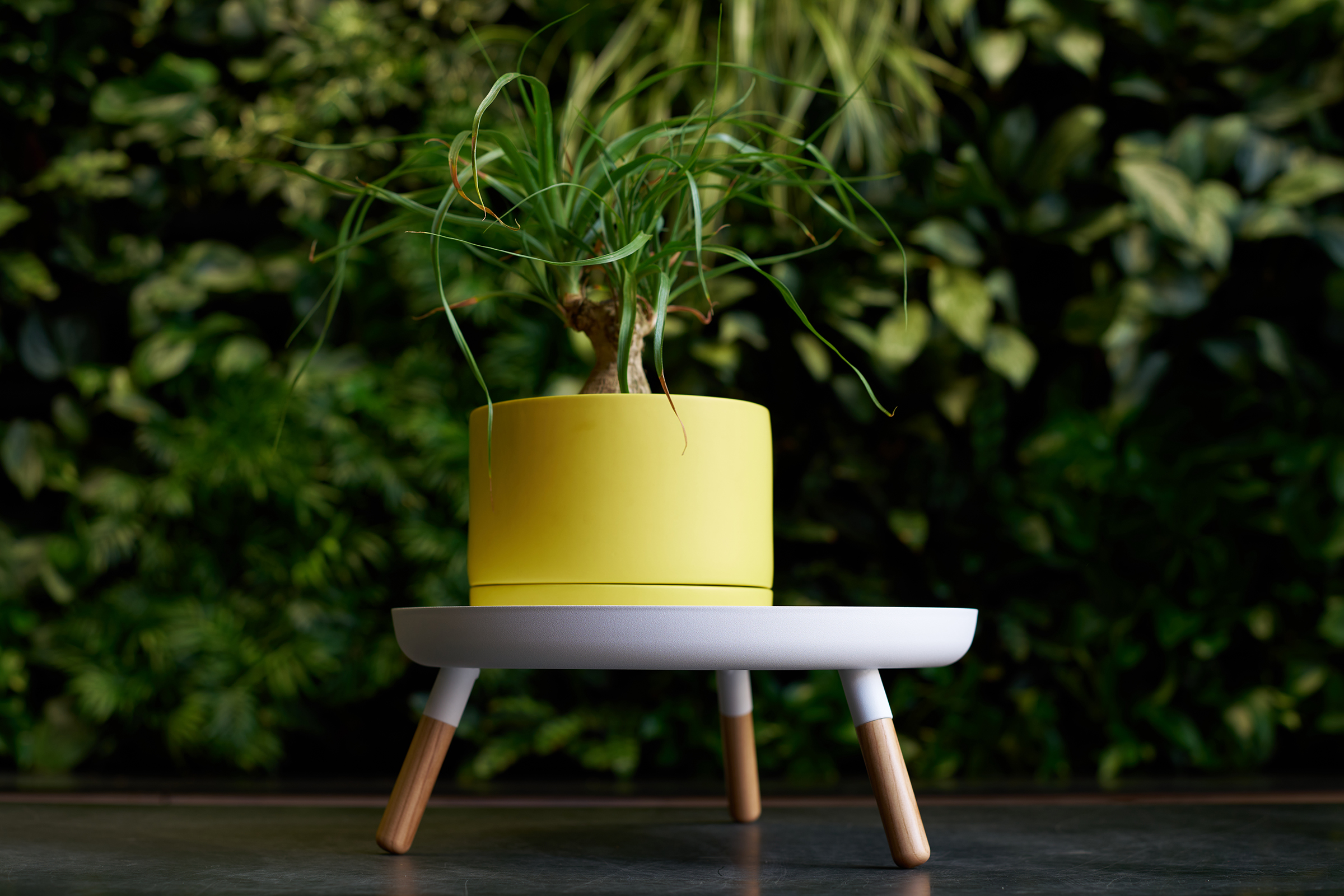 Greenery Unlimited's Franklin 17 Self Watering Planter in Canary with a plant inside, sitting atop Yamazaki Home's Countertop Pedestal Tray by Yamazaki Home in white.