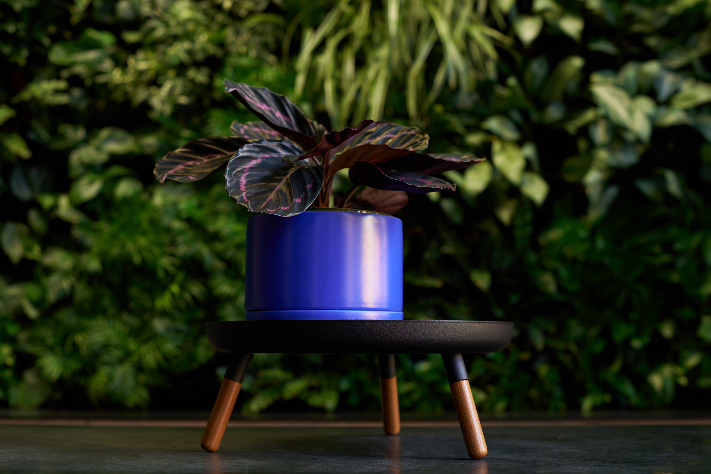 Greenery Unlimited's Franklin 17 Self Watering Planter in Cobalt with a plant inside, sitting atop Yamazaki Home's Countertop Pedestal Tray by Yamazaki Home in black.