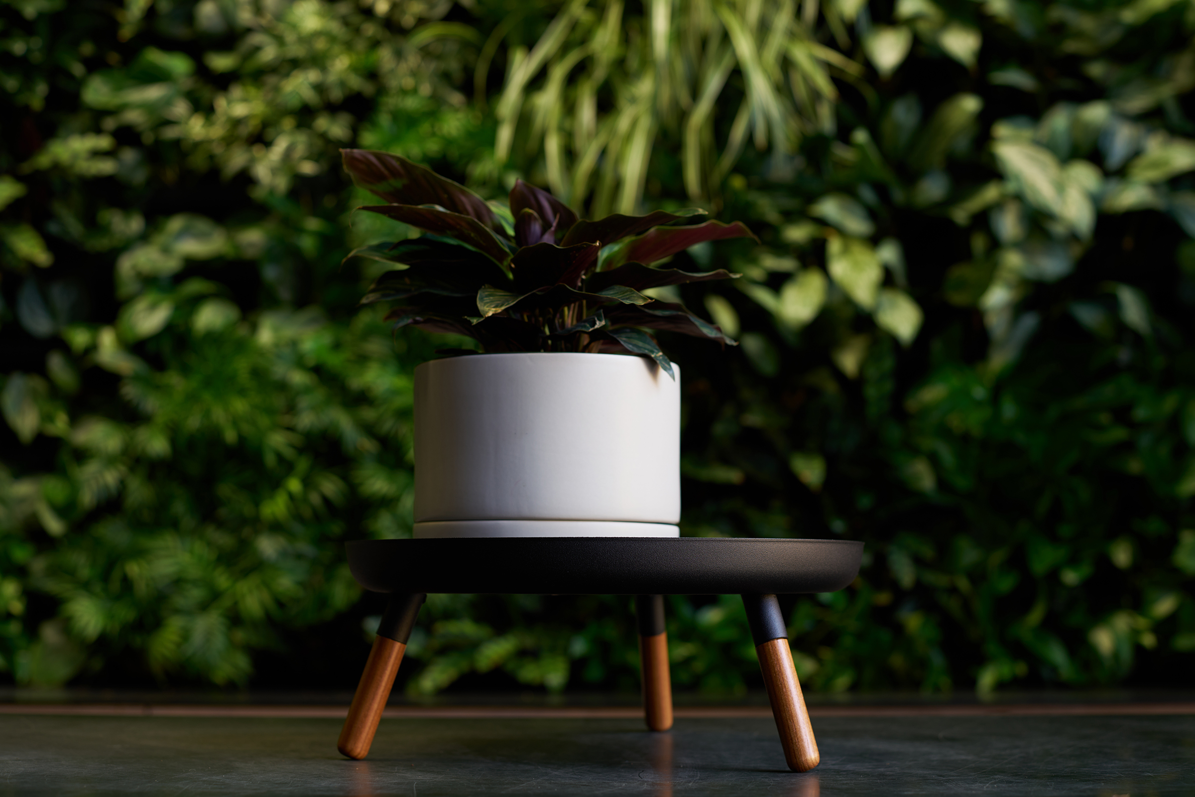 Greenery Unlimited's Franklin 17 Self Watering Planter in Cloud with a plant inside, sitting atop Yamazaki Home's Countertop Pedestal Tray by Yamazaki Home in black.