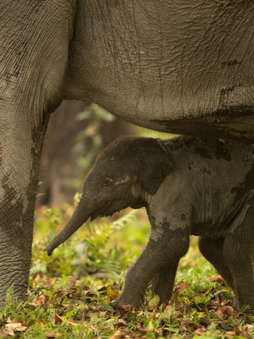 EF_Journal_820x1120-(1)