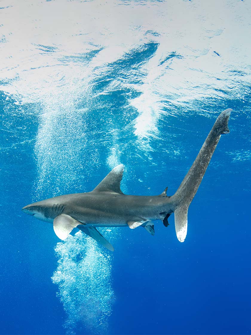 Globe-Trotter-Journal-Blog-F1-Saudi-Arabia-010