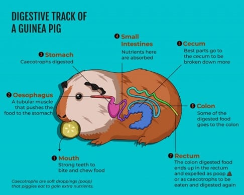 Are guinea pigs supposed store to eat their poop