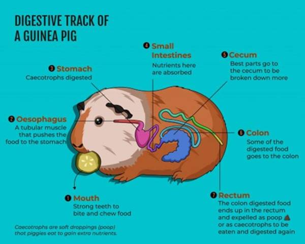 What’s Going on in the Gut of a Cavy? | Just For Pets – Just For Pets ...