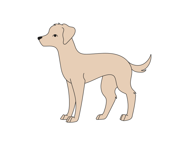 Animation showing how to measure around widest part of pup's neck, nearest their shoulders