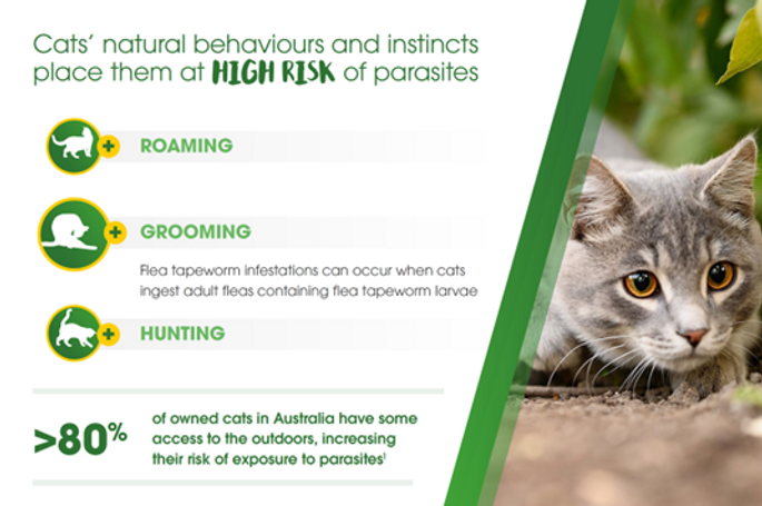 Introducing NexGard SPECTRA® Spot-On for Cats