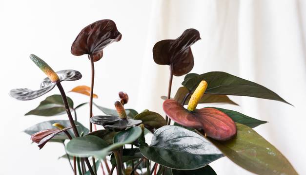Ebony Flamingo Flower House Plants By Leaf Envy