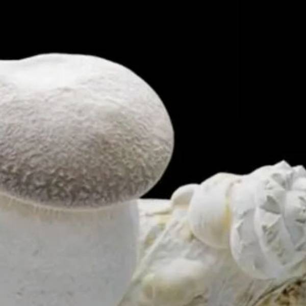 Should We All Be Shrooming?