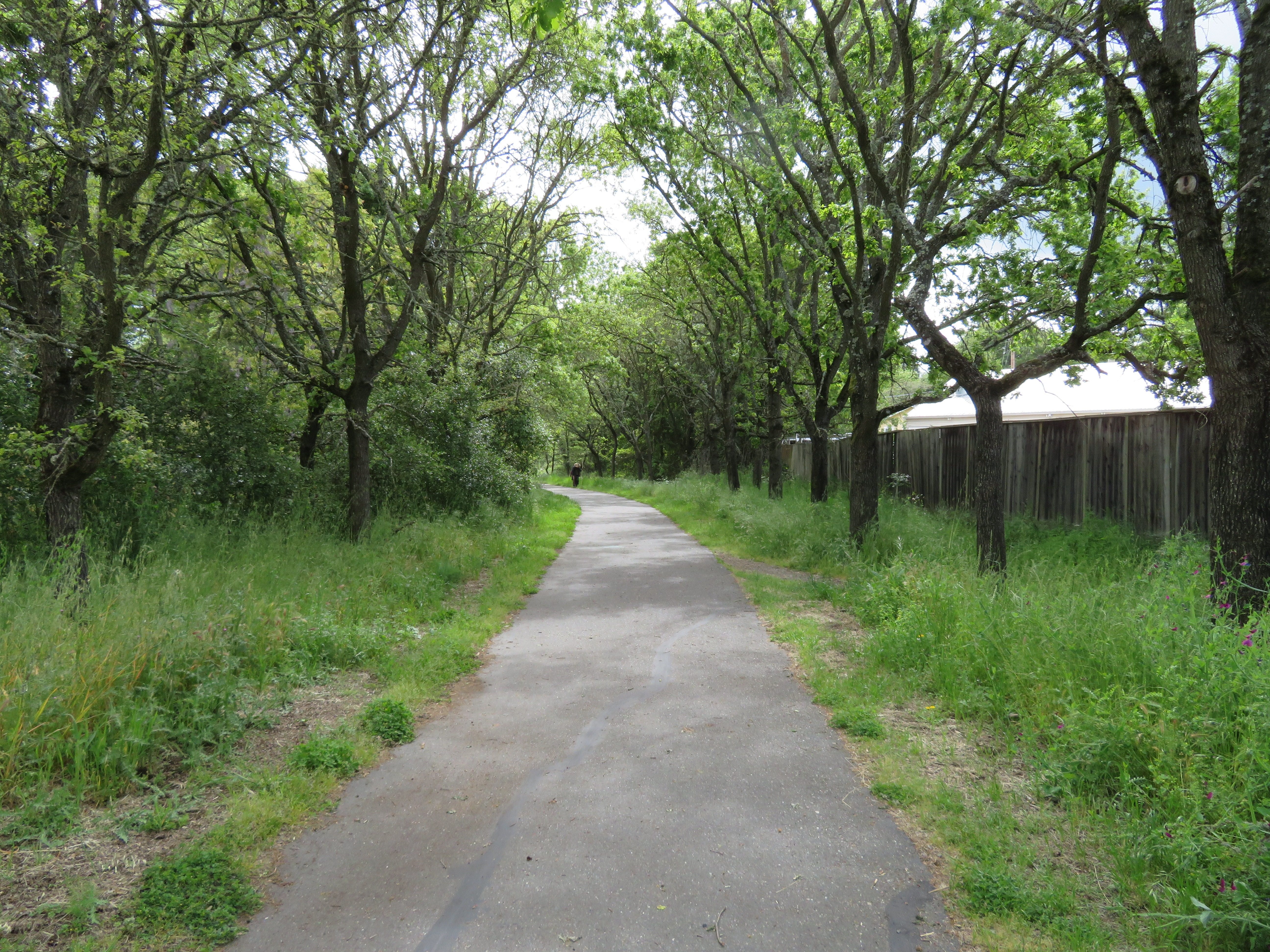 Paved grey e-bike path down the center of the image, with tall green bushes and trees on either side of the path