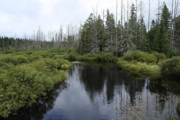 A serene scene in the Chequamegon-Nicolet National Forest, Wisconsin. As with many national parks, e-bikes are only allowed on vehicle roadways here. Image Source: Wikimedia Commons