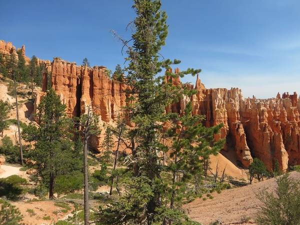 Distinctive orange hoodoo rock formations and green trees in Bryce Canyon on a bright sunny day with clear blue sky