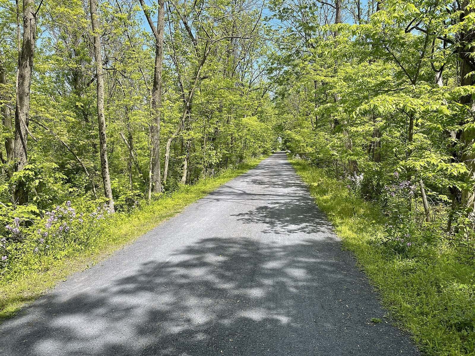 Light green trees and ground cover, including purple flowers, line the paved Perkiomen Trail through the Philadelphia countryside