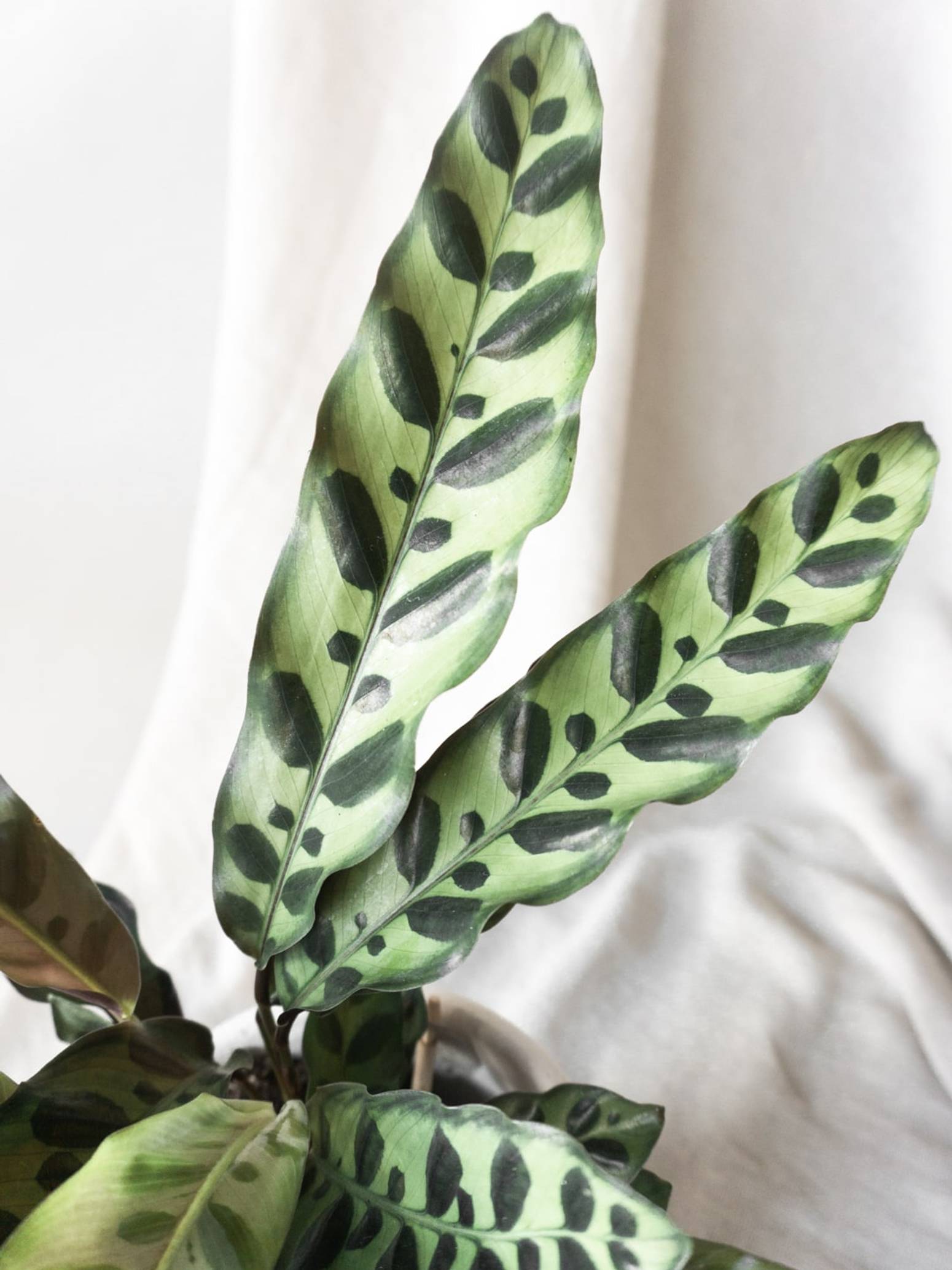 Calathea Rattlesnake Leaf Envy