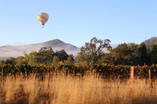 Dried grass blurs in the foreground to show the photo is taken while the photographer is moving. A rainbow colored hot air balloon floats through a clear blue sky above orchards in Napa