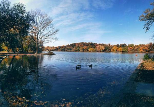 A sunny fall day with two geese floating on rippled blue water at Prospect Park Lake in Brooklyn
