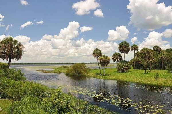 Green and yellow plant life on the banks of the Myakka River near Sarasota, with palm trees, blue skies, and fluffy white clouds