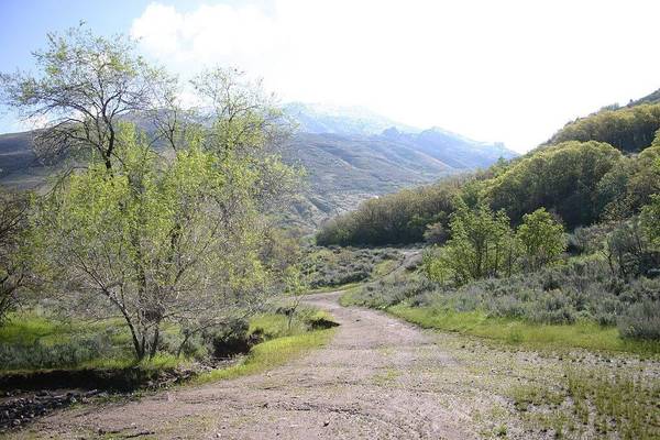 A dirt path leads downhill between sparse green trees, grass, and bushes, with mountains in he distance in Corner Canyon, Utah