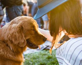 Grünlippmuschel für Hunde – Alles wichtige zur Wirkung und Anwendung