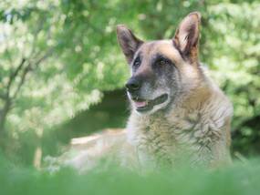 Wenn der Hund Demenz hat: Symptome, Behandlung und Tipps
