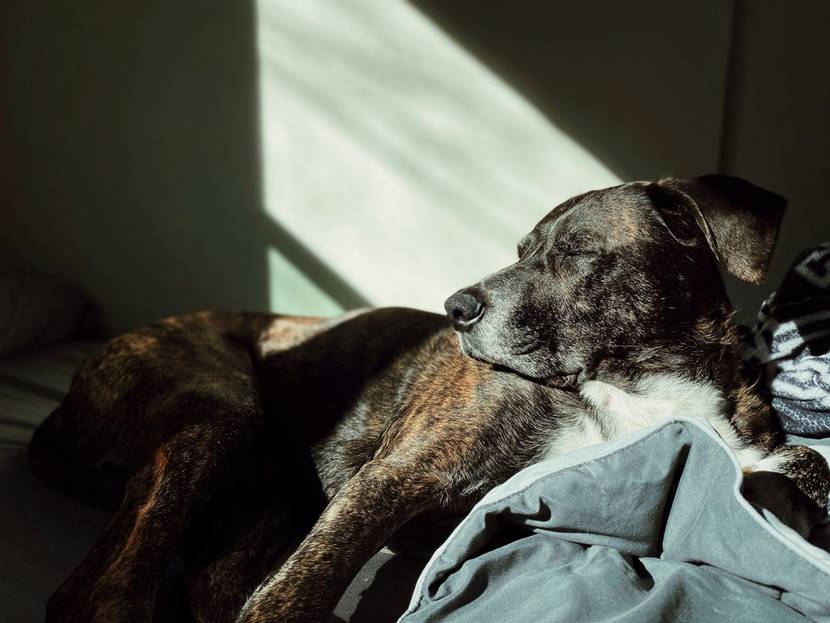 Alter Hund genießt den Sonnenschein