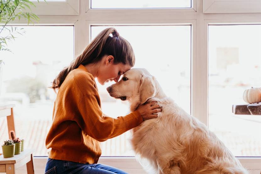 Starke Bindung zwischen Mensch und Golden Retriever