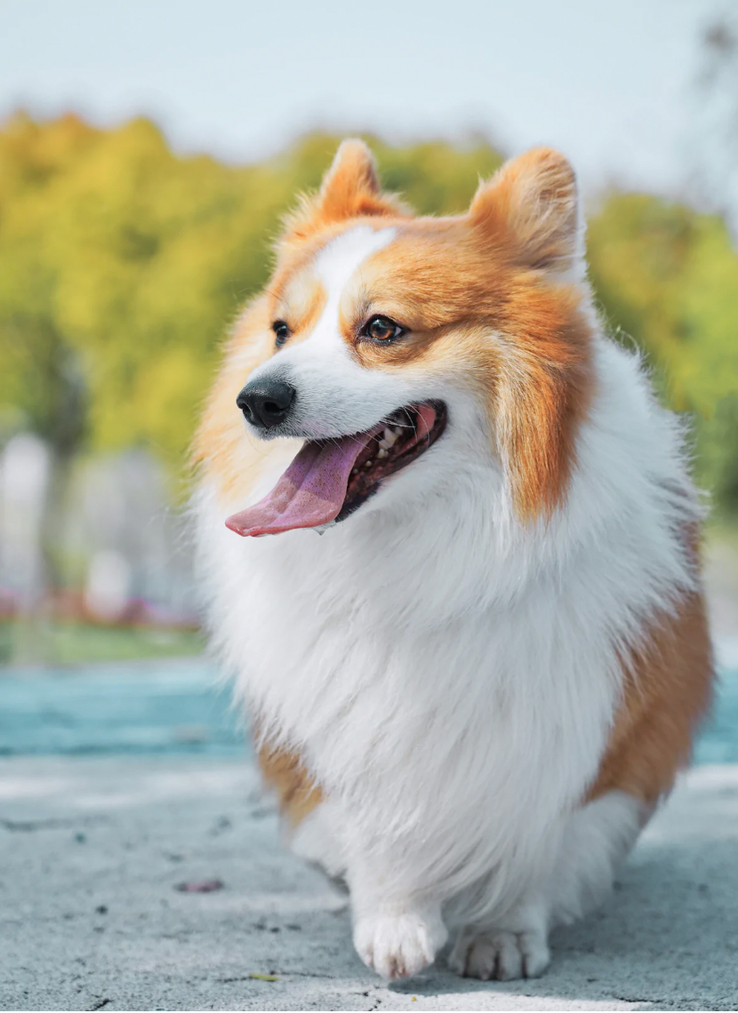 Wie unterstützt Fresh Smile+ die Gesundheit deines Hundes?