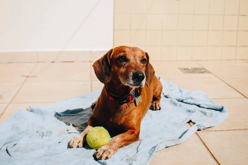 Ist Fresh Smile+ für deinen Hund geeignet?