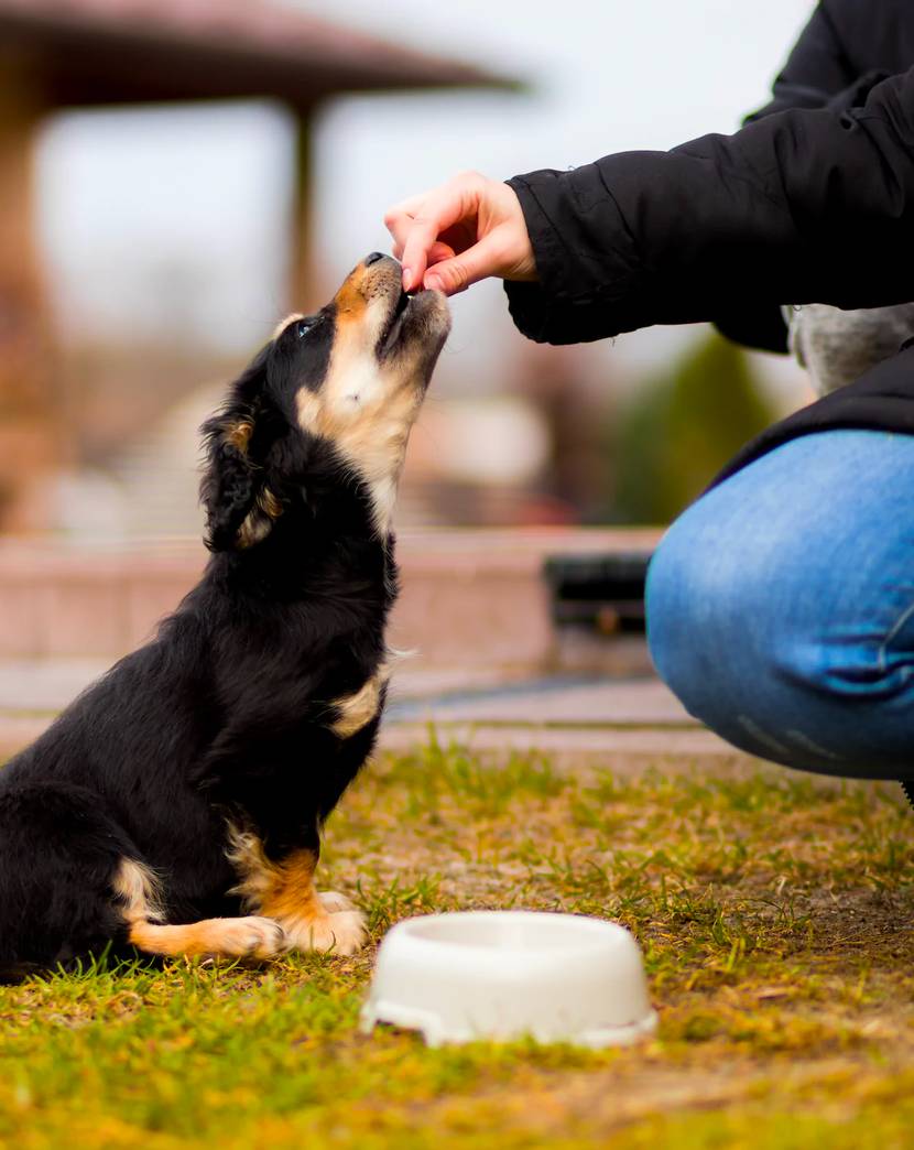 Wird dein Hund Fresh Smile+ essen?